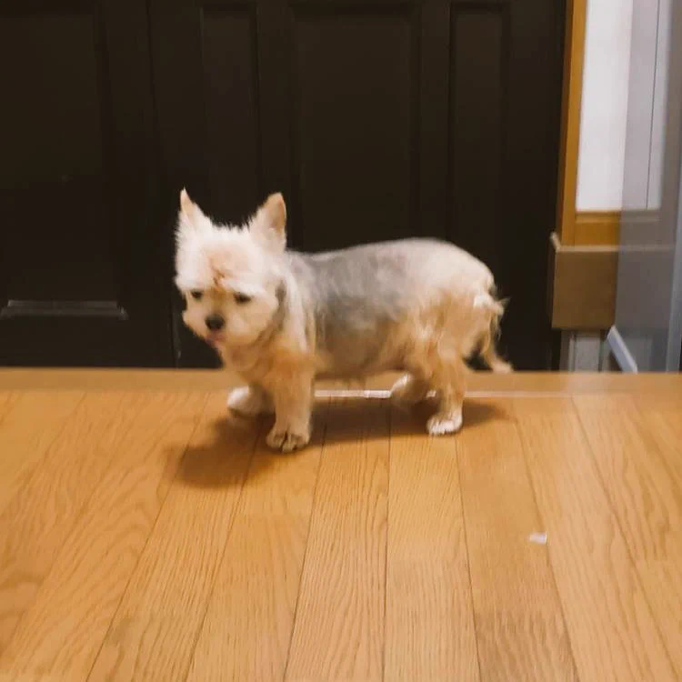 なにこれ可愛すぎ！玄関で帰りを待ち続ける犬が可愛くて泣けるｗｗｗ