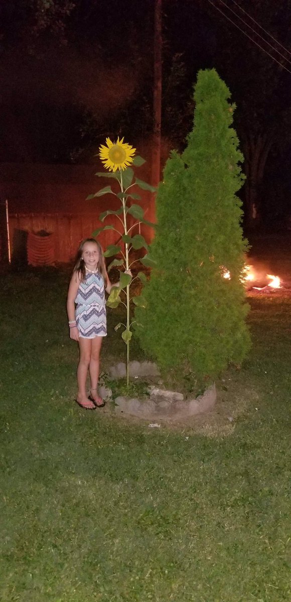 junge_andrea's tweet photo. When you get a message that your student is so proud of the sunflower they grew in your science class 👏🏻 🌻💛 #wesclinwarriors https://t.co/21tfJFxrK3