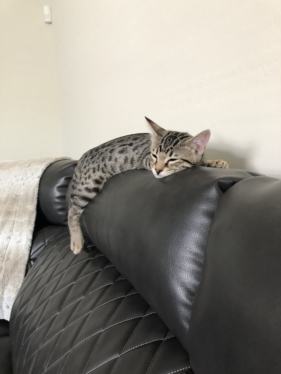 TinyIsLove's tweet photo. And the #Caturday lounging continues! Just love this little guy. 😻😻😻 #LilLoki #CatsOfTwitter #Kittens #Savannah #LoveHim https://t.co/PWDvXq9h23