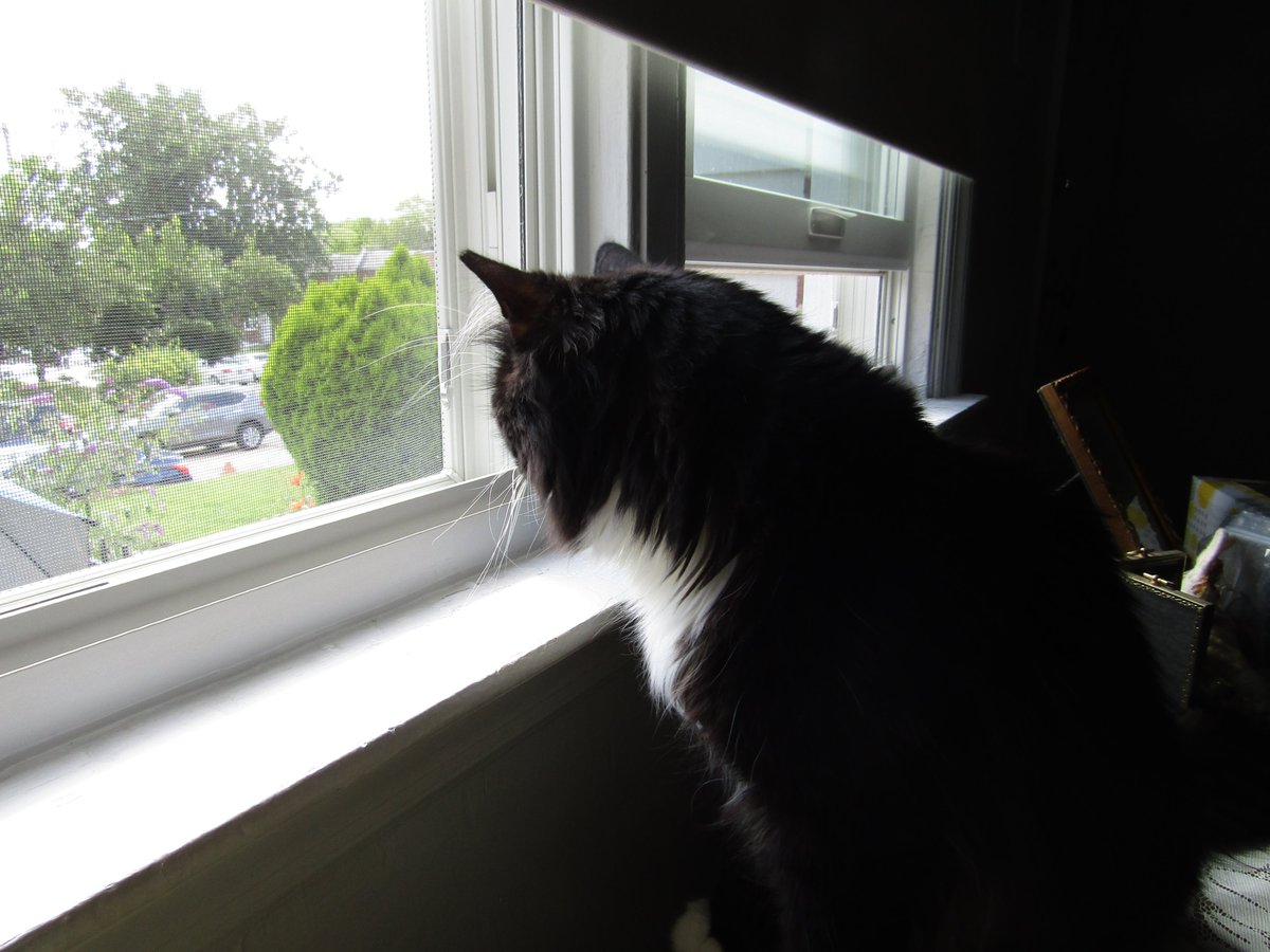 julesruekat's tweet photo. The Bees Are Buzzing
The Butterfly's Are Butterflying
I Am Snorkels
And I Am Snorking
#SnorkelsTheSnorkyCat #CaturdayFun #CatsRMagic #YourDailyCat #Meow #FunInTheSummertime https://t.co/VQpLCJXqzy