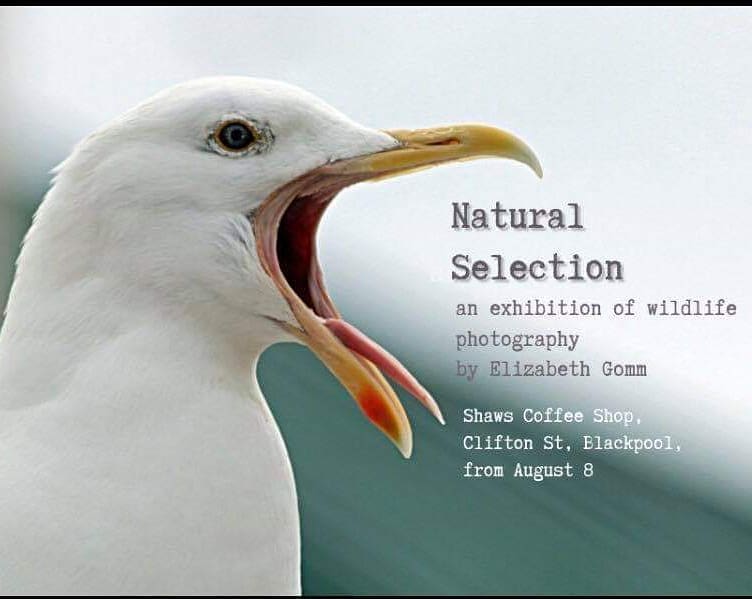 LibbyGomm's tweet photo. A debut exhibition of my wildlife photography is now showing at Shaws, Clifton street, Blackpool #wildlifephotography #naturephotography #birdphotography #urbanwildlife #blackpool #visitblackpool #coffeeshop #veganandvegetarianfood #shaws #stanleyparkblackpool #lovebirds https://t.co/9MYBzmRr7F