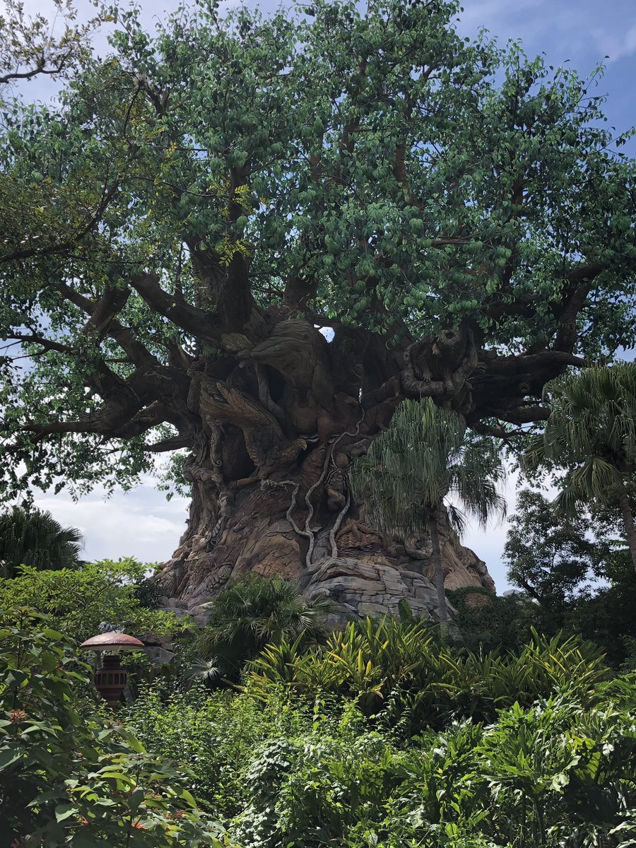 Tree of Life!  Animal Kingdom is my fav. Wish all children had an opportunity to explore this lush green playground. People were the most calm here. Plant more trees!!