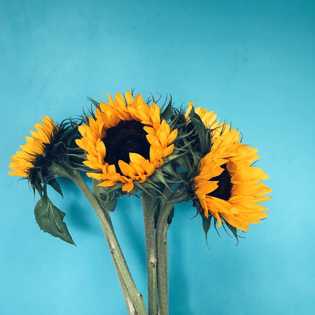 rmsbahrain's tweet photo. Look to your source like the sunflowers do to the sun. Stick to your essentials. ⁠
⁠
⁠
⁠
⁠
#Saturday #Happyweekend #Weekend #Weekendvibes #Happyweekend #Happysaturday #Saturday #Vibe #Aesthetic #Aestheticfeed #Follow #Like #FollowforFollow #LikeforLike https://t.co/tV4MuLauW9
