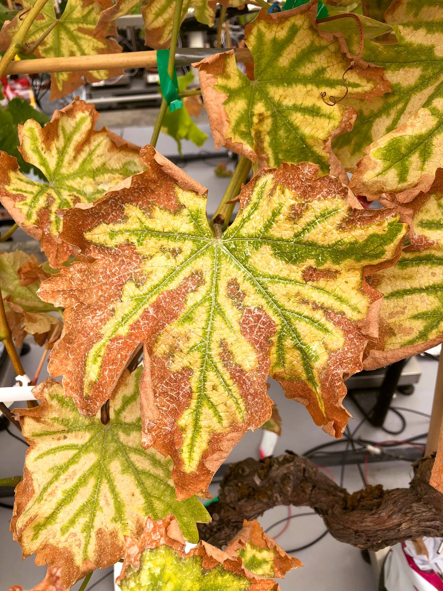 cel_delmas's tweet photo. Congratulations @GiovanniBortol3 on your first publication accepted today in @PlantPhys ! Looking inside the esca symptomatic leaf #grapevine #microCT #papercomingsoon https://t.co/CzUQusE8F5
