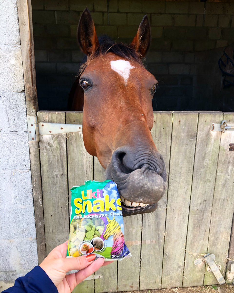 ThatSassyRider's tweet image. Princess Brian is rather chuffed with his @LoveLikits #teamequissimo