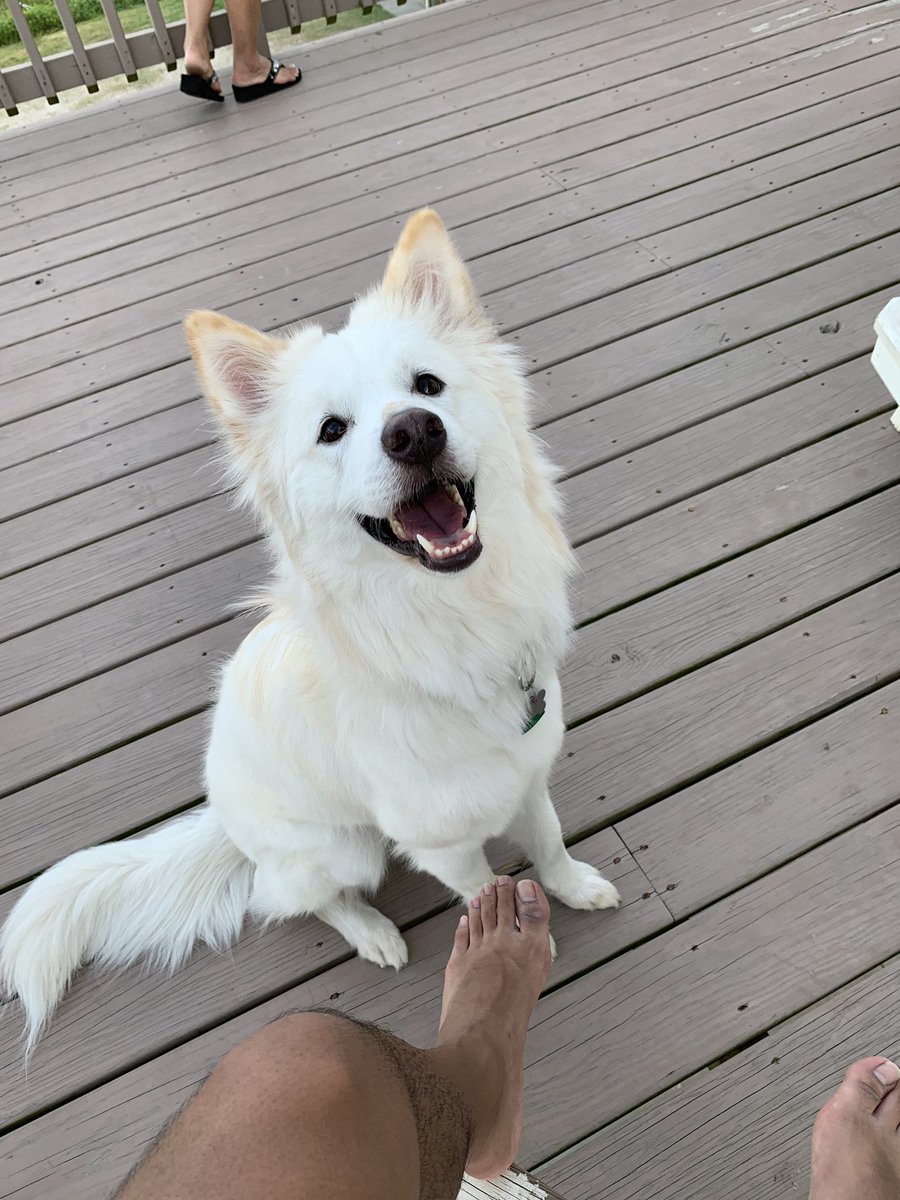 johnkmai's tweet photo. Kimchi’s first vacation/road trip/time at the “beach”! 🤠 https://t.co/FS10R4wzs2