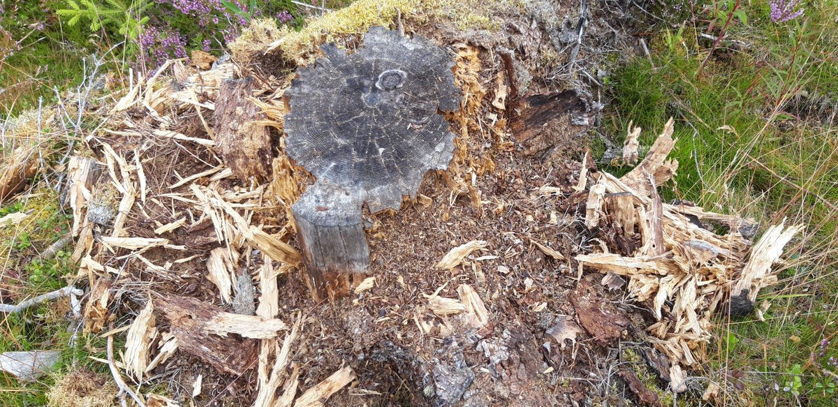 KaisaKarppanen's tweet photo. Nam… molemmille. 
#hyväsää #vattu #makeita #kuhmo https://t.co/oFATPrZI4u