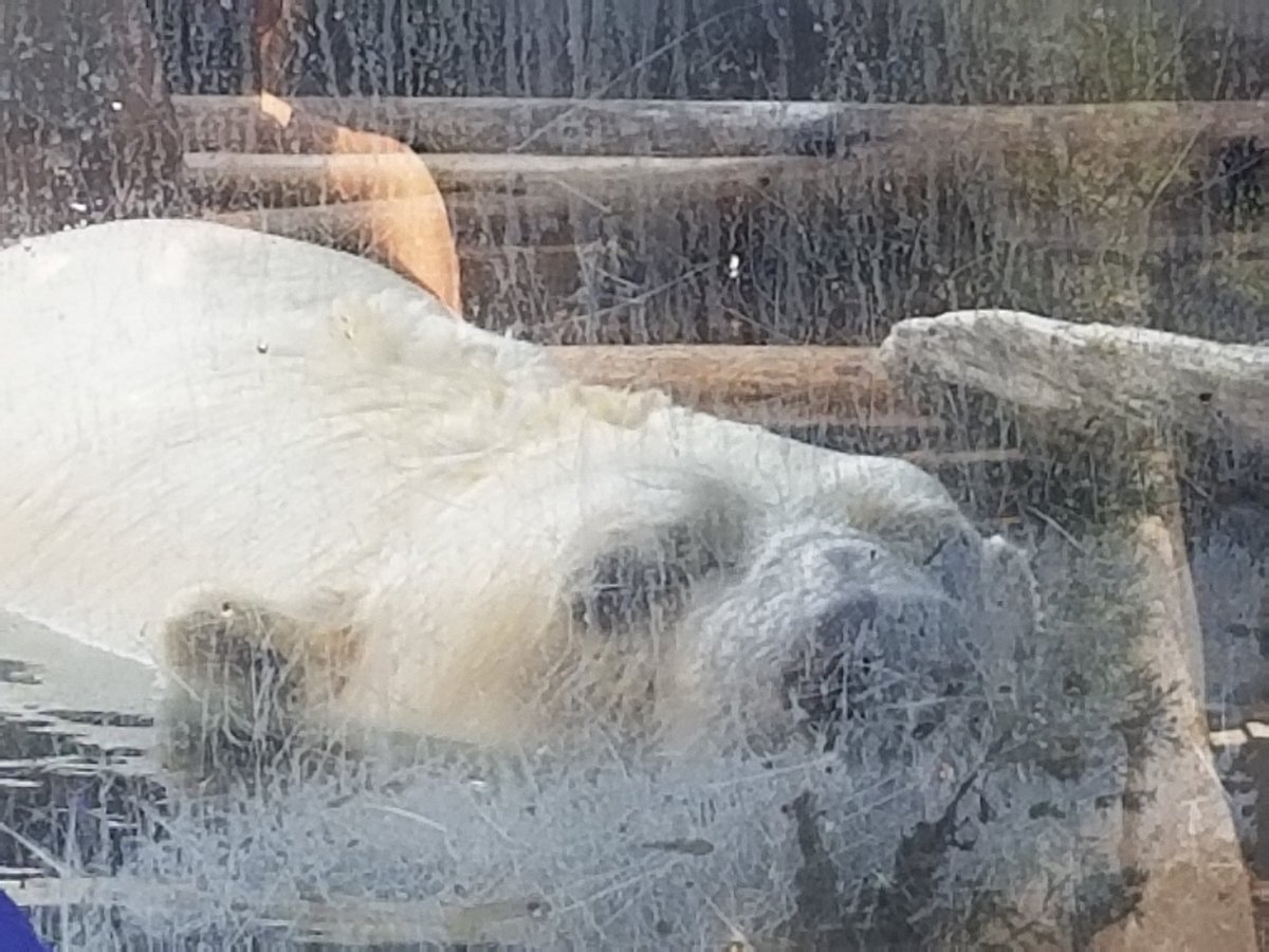 TUnbearables's tweet photo. @FamilyAbsolute We are at the zoo today too. St. Louis MO zoo however! https://t.co/adyh4t78Lm