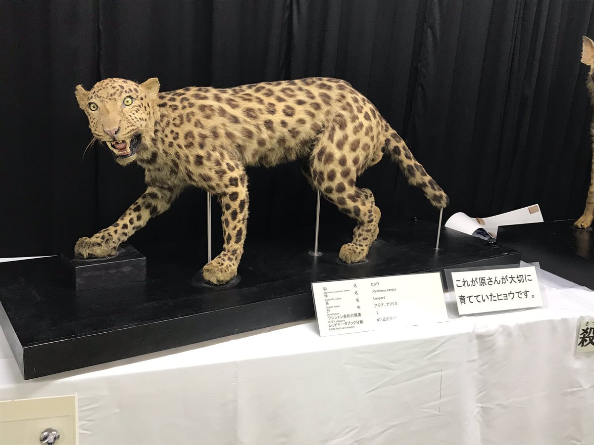 天王寺動物園の「戦時中の動物園展」驚きの強度でした。戦時中の動物園