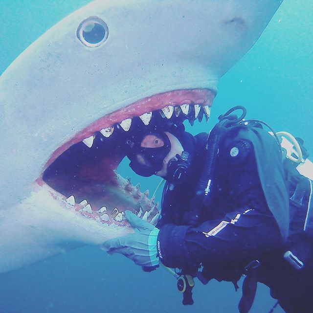 diveaholics's tweet photo. #sharkweek #diveaholics https://t.co/M4kSs7jBpf https://t.co/VkfIi6H2r6