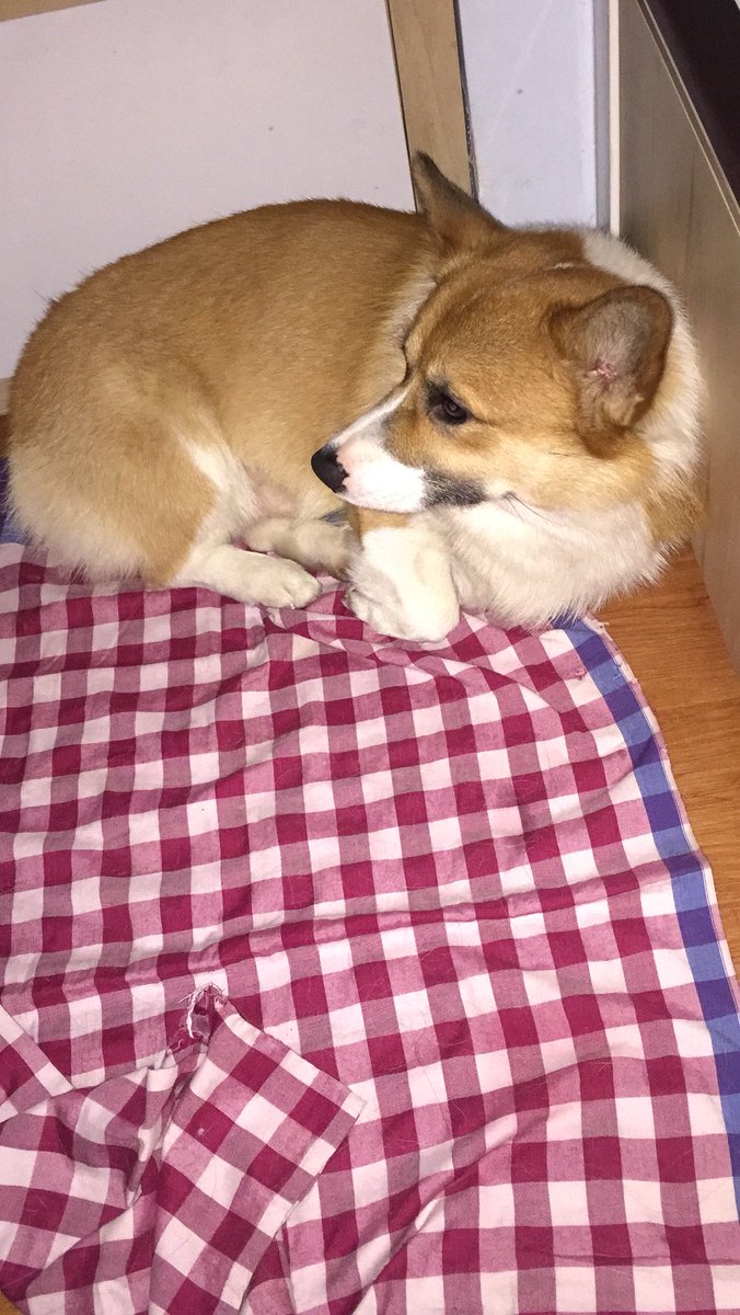 Bento seharian ternyata lemesh. Kata Bu Dokter emang begitu sih kalo abis Vaksin. Good night Bento :)