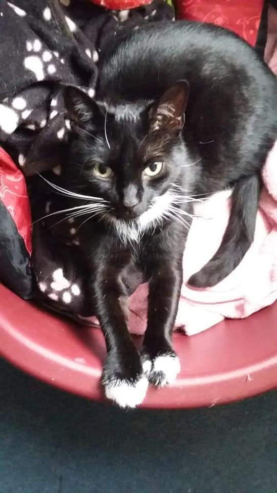 🐱#cat CHILI #missing since 26 July in Cornwallis Avenue, #Gillingham #medway CHILI ran off after being chased across the road by another cat, who was unfortunately hit by a car about 9.30-10pm. Chili would be scared by this and possibly hiding somewhere.Please RT @Maeni_Kiriko