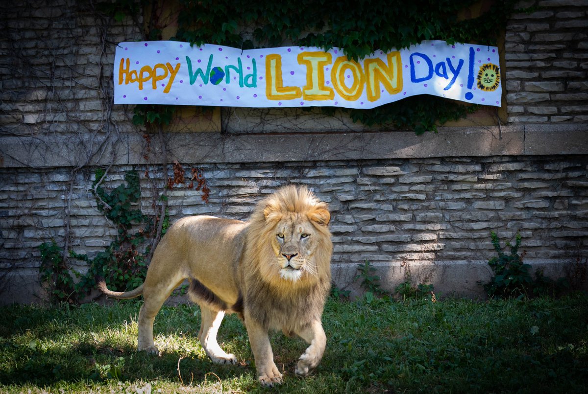 buffalozoo's tweet image. Happy #WorldLionDay from two very handsome lions! #Roary #Tiberius #FatherAndSon 🦁🦁
@ROAR_logistics