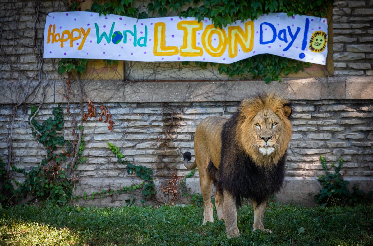 buffalozoo's tweet image. Happy #WorldLionDay from two very handsome lions! #Roary #Tiberius #FatherAndSon 🦁🦁
@ROAR_logistics