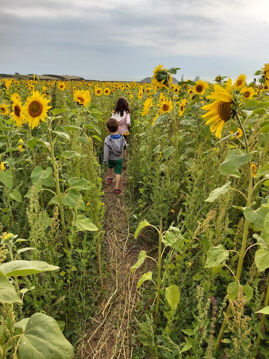 littlenicholls's tweet photo. Summer hols so far: dens, MSquare fest, late night at the park, gruffalo trail, garden painting, bay beach, picnic dinner down the bay, adventures in the gower, folly farm, picking blackberries at the park (and eating them) #CGsummer #year2iscoming #nurseryiscoming https://t.co/JoxDO0Ov4k