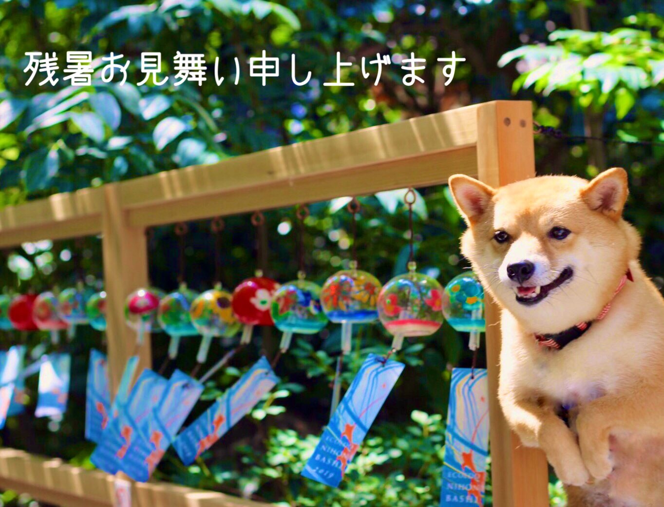 きなこともなか Mame Kinakina Twitter