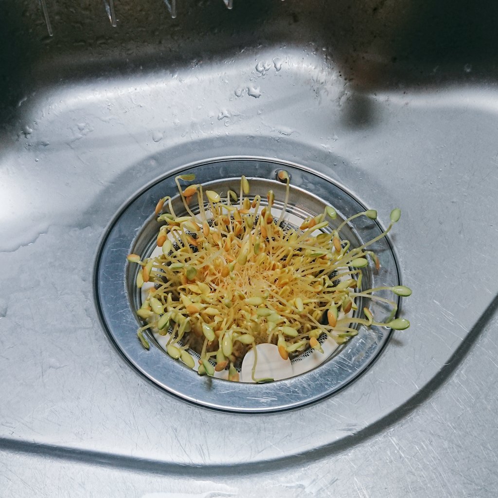 たけ シンクの排水溝からもやしみたいなものが顔を出してて 今週もやし食べたかな と思いながら 掃除しようと開けてみたら ちょっとしたホラーだった 調べてみたら メロンの発芽らしい 掃除をサボってたのがバレる