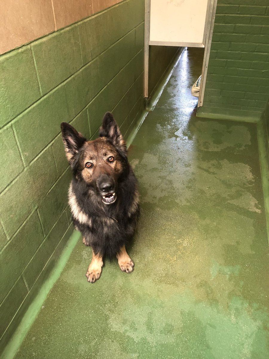 danoconnellsc's tweet photo. What a day in the kennels with this lovely lot ! This is what makes @EssexSpecials the best volunteering experience in #Essex for me!
@PcGrahamNuth - PDAxel
@SgtPaulScreech - PDDanny
#PDComet
#PDZane https://t.co/mfob05u2gp