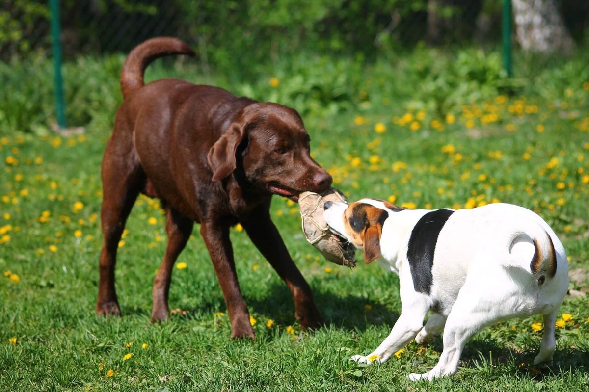 ChiensNos's tweet photo. Ils adorent jouer. Et vous ? https://t.co/CsODXUn9Kh