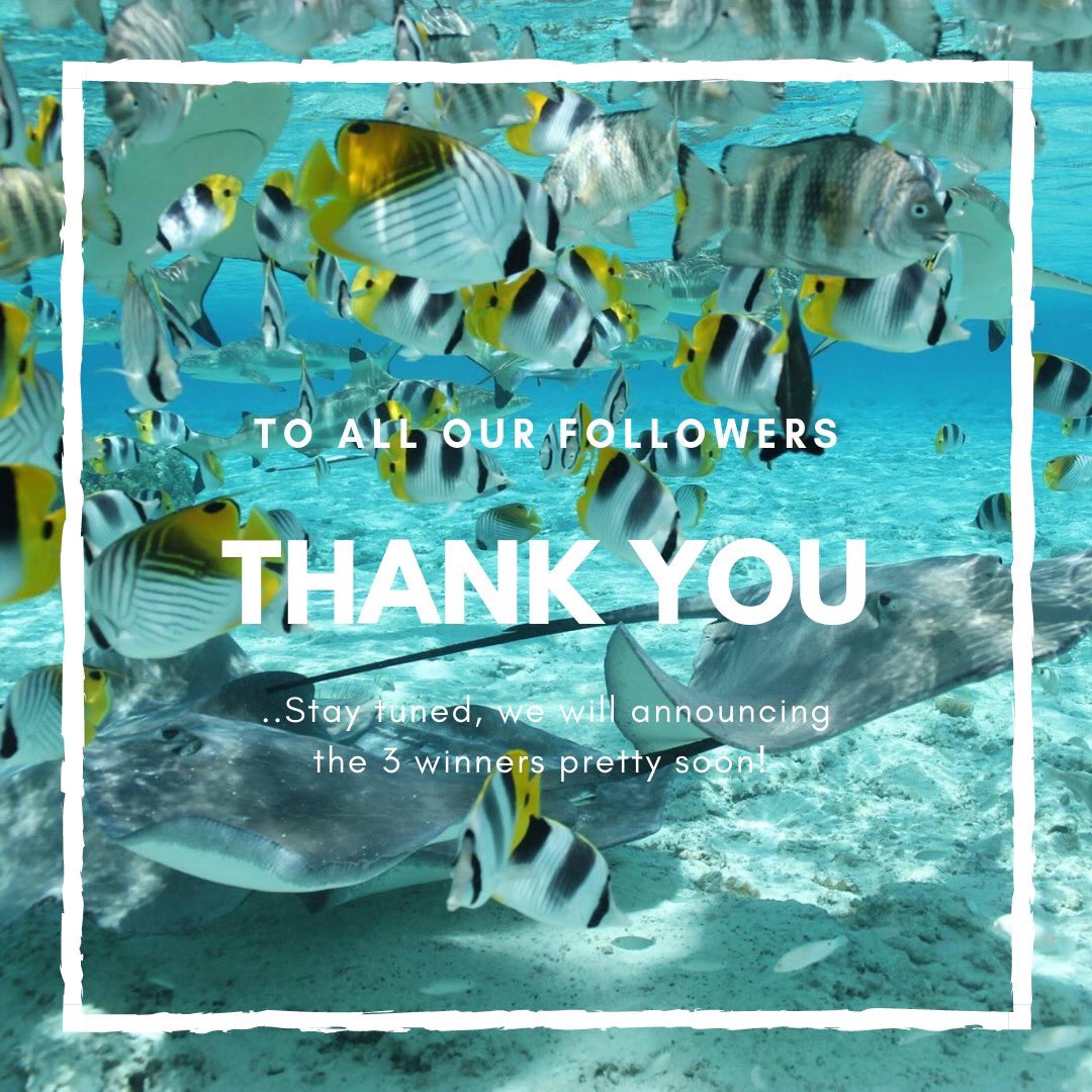 MoanaTours's tweet photo. Our US Sweepstake for the 50th Anniversary of @moanatours is closed .We would like to thank all our Followers who participated to our Contest ! 🌴☀️✈️🍾🎁 

The draw will be done on August 13th 2019, Winners will be contacted by emails and We will be announced the following Week. https://t.co/CAlaub6yIw