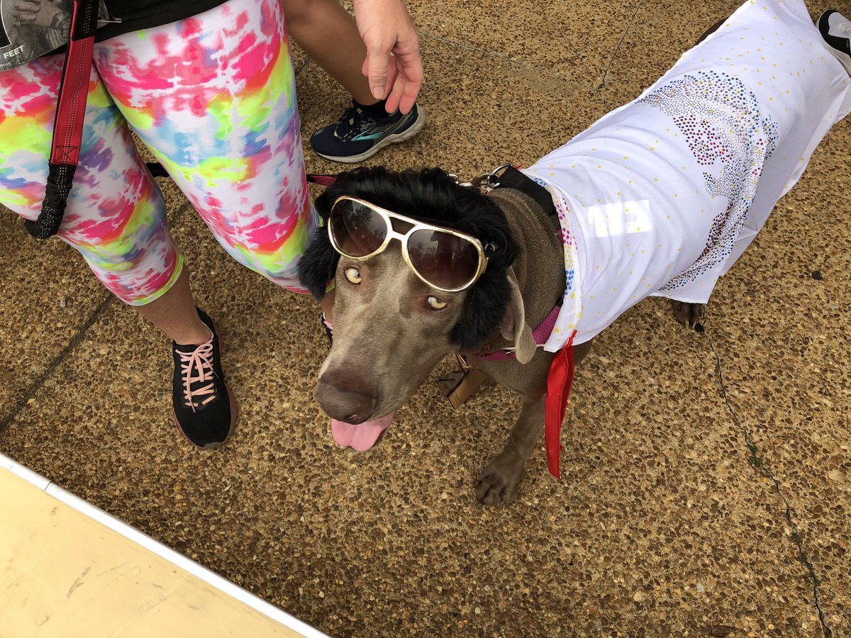 MemphoNewsLady's tweet photo. The winner of the 2019 #Elvis5K #Elvis lookalike contest is: Molly the Weimaraner!😂1st time a dog has ever won. You can see more pics of Molly on IG at #MollyMonograms.
🐾👟👑#Elvisweek2019 https://t.co/5Nx9BmzRwC