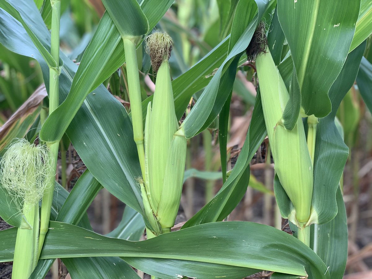 Dimitra DeFotis tweet media