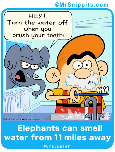 MrSnippits's tweet photo. African and Asian #elephants  have superior senses of smell for detecting water- even underground (and in second story bathrooms).  Apparently they also have a keen sense of water conservation, so don’t let them catch you wasting water. https://t.co/NyraRUj8BP