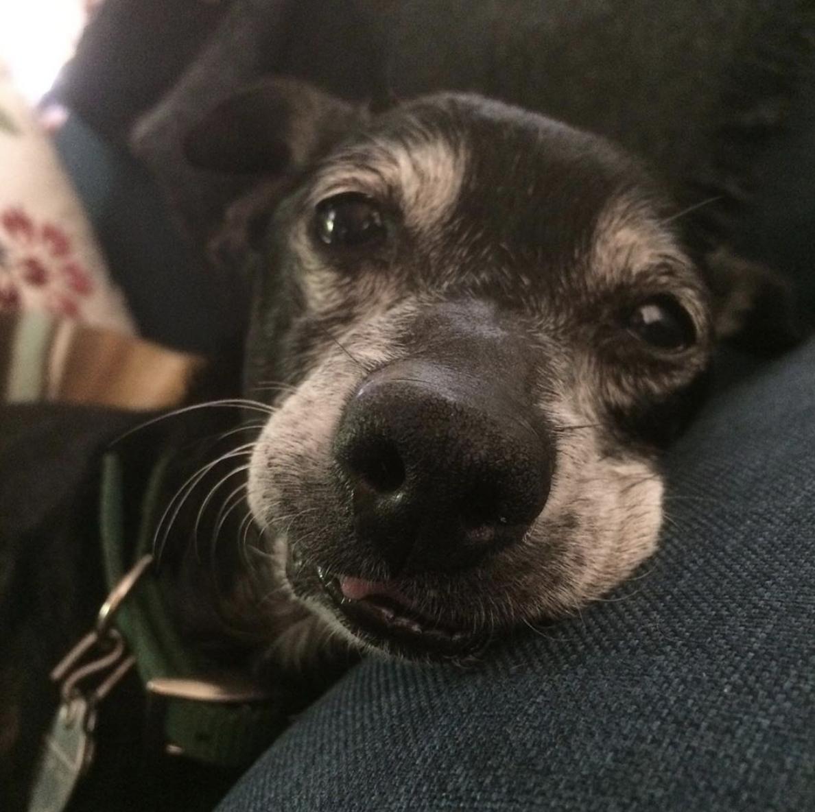 I love him so much. #seniorpupsaturday #Nick