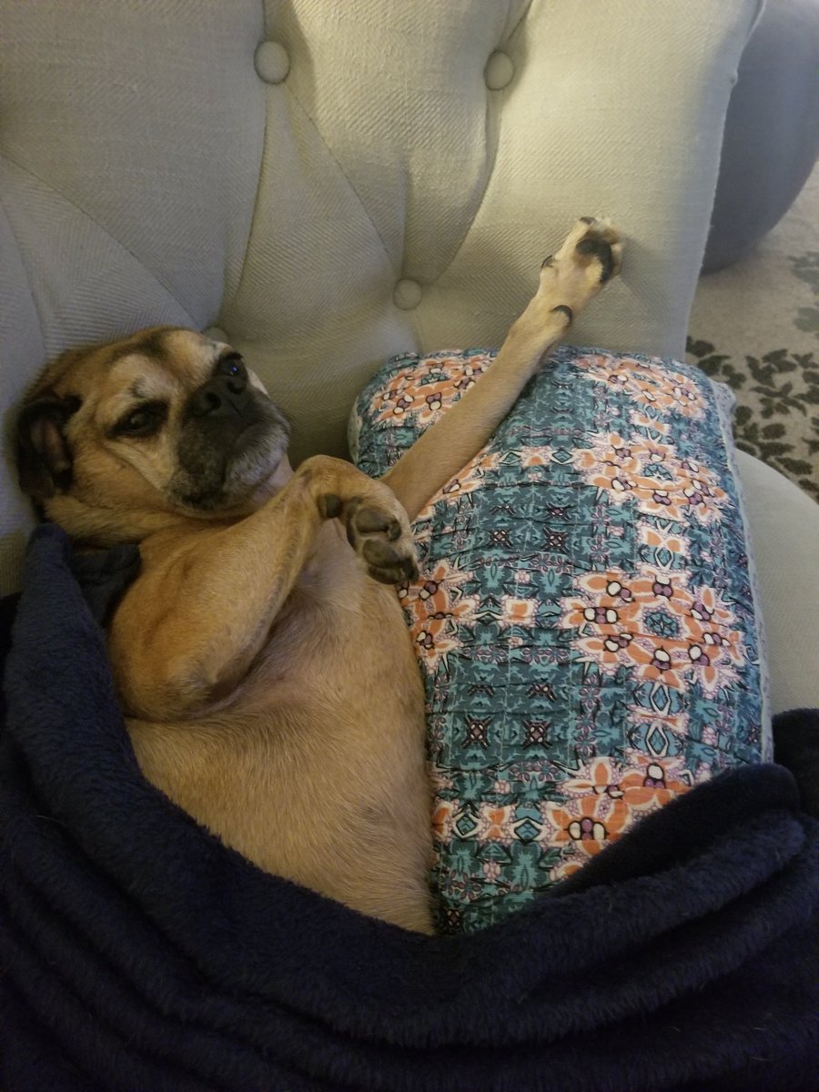 TrigThePup's tweet photo. Everyone, please remember to do your daily stretchems. https://t.co/z6Qs67zMyx