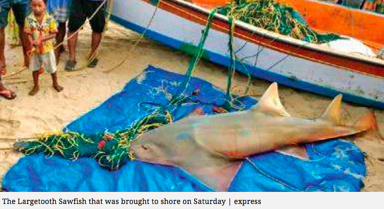 SharkAdvocates's tweet photo. India🇮🇳: Critically endangered, legally protected sawfish sighted off Chennai for 1st time in decades, then killed &amp; sold for ~$70USD. Fishers say they weren't aware species was protected. Fisheries dept has not conducted outreach but pledges to do so now: https://t.co/XZLNhYuNT0 https://t.co/84HQZ5Jaaq
