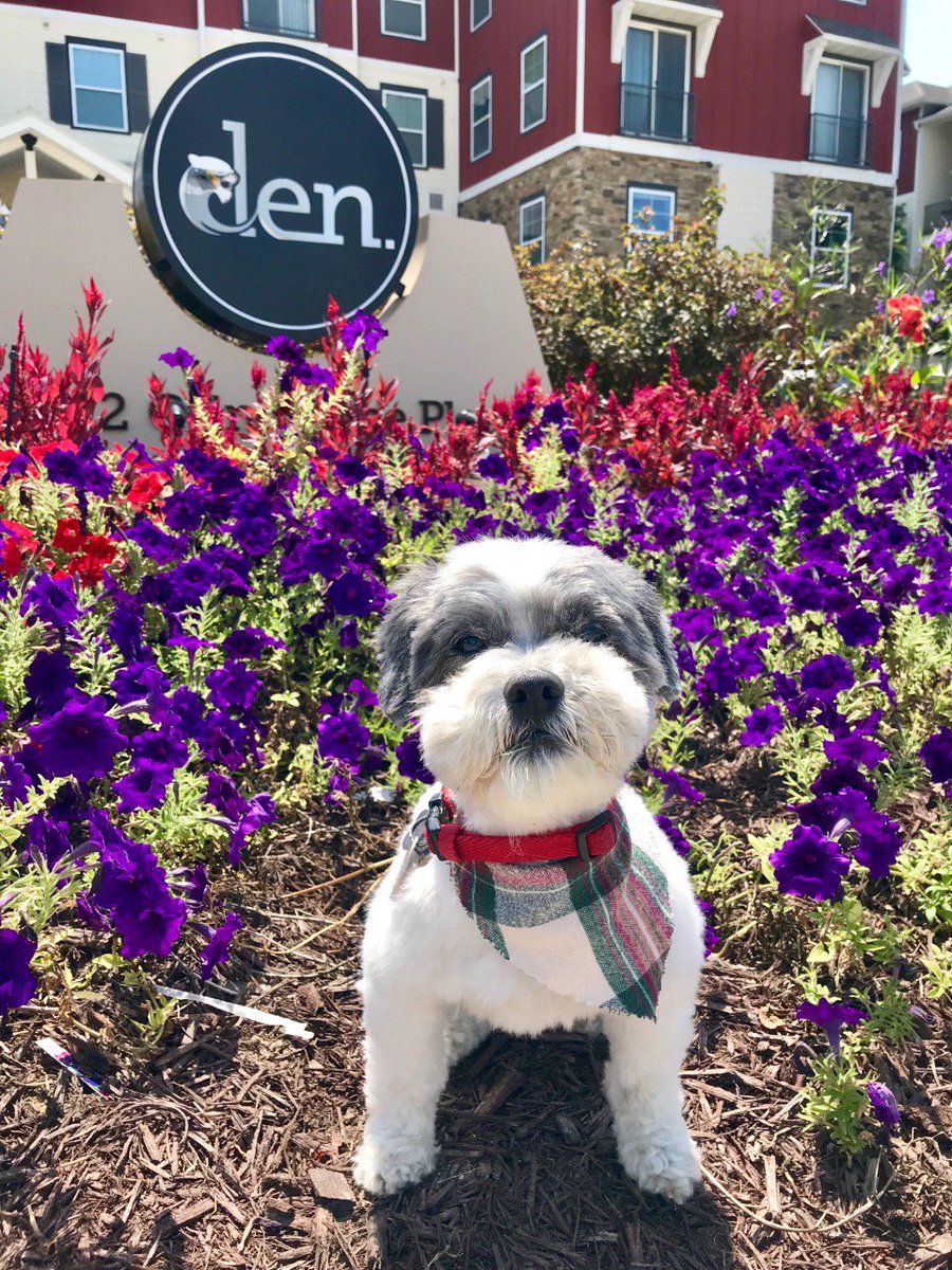 We are only 5 days away from move in day! Don't forget about your fury friends! Make sure that we have all of your pet pics and records, and that your deposits are paid so you can be elgible for express check in! #LiveTheDen
