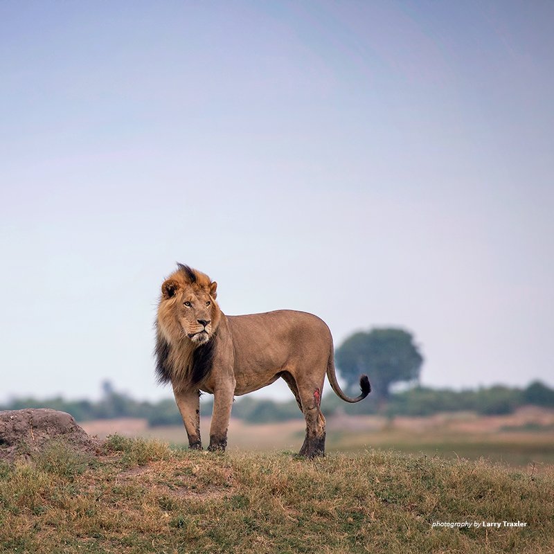 AWF_Official's tweet photo. Half of all wild lions have been lost in the past 25 years. Lion recovery is possible. Today, we adopt the Declarations to Recover Lions to ensure that wild lions, landscapes and African people thrive. https://t.co/wnlml51NZH #LionDeclarations #WorldLionDay https://t.co/OzVLFkCBDV
