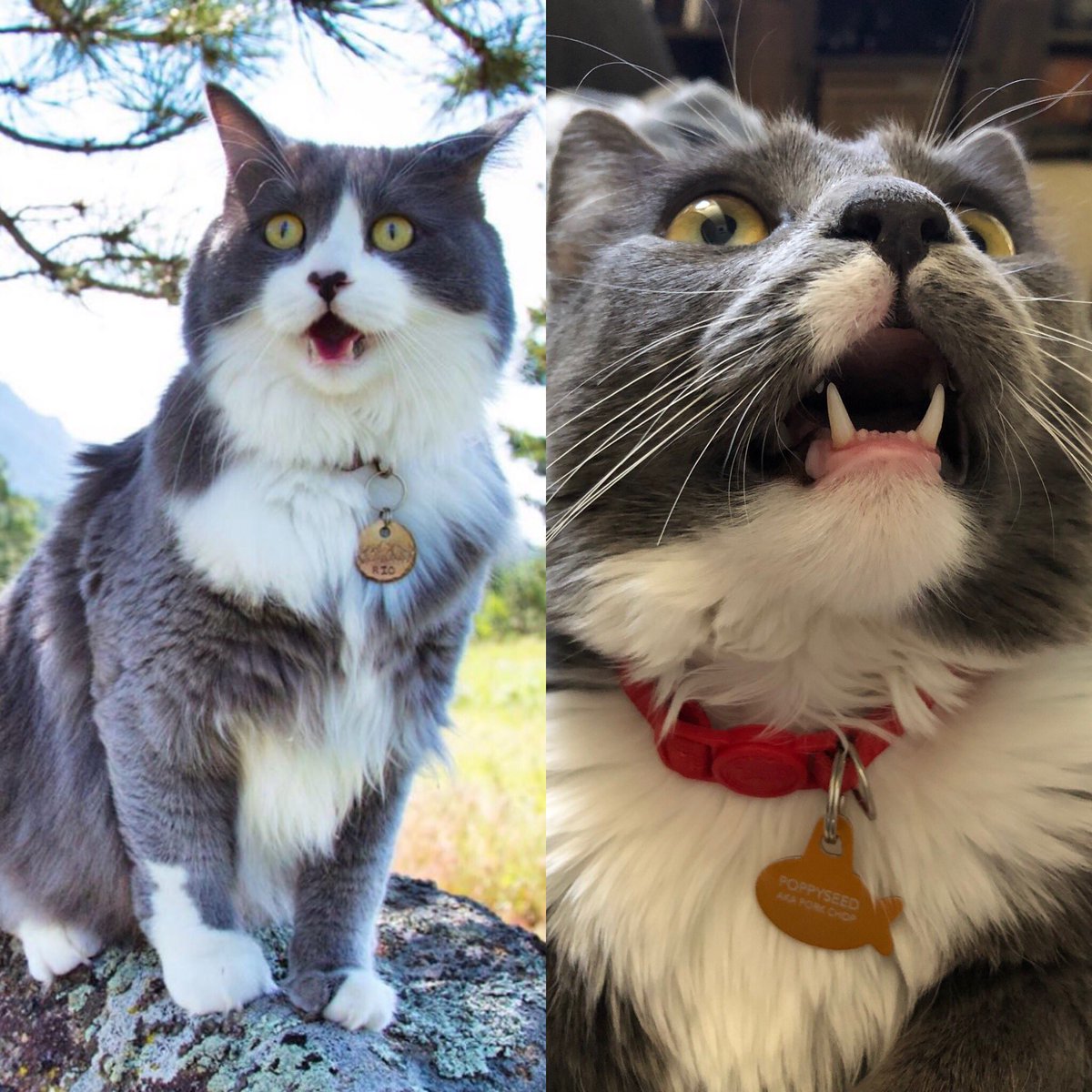 phxtx's tweet photo. Pork Chop and Adventure Rio would definitely make the goofiest fluffiest kittens. #Caturday https://t.co/lWgvoDWJMf