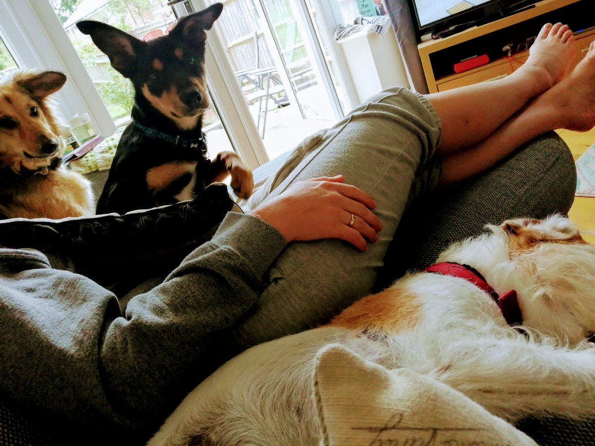 OutpawsW's tweet photo. I remember the days we could stretch out on the sofa, it doesn't look like it is even our sofa anymore! #fiveinthebed https://t.co/HwmNFJBAZ5