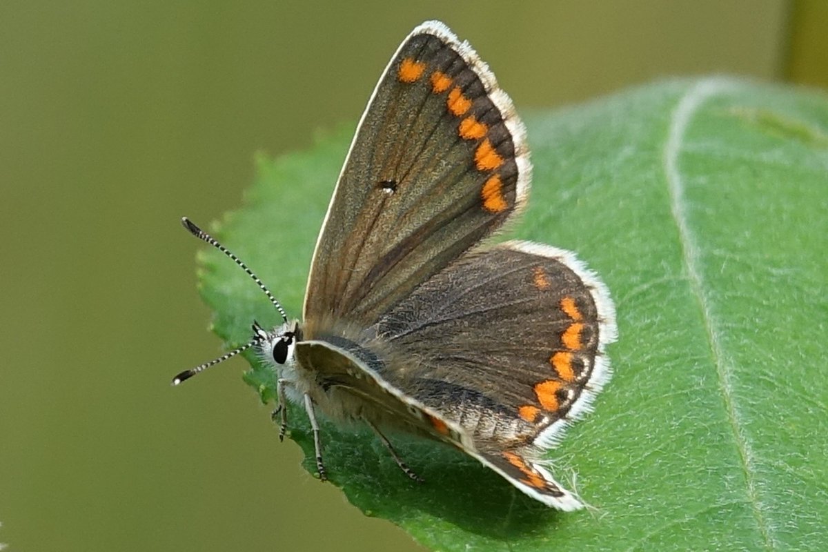 Butterfly_pics's tweet photo. Living life on the edge in more ways than one! Brilliant #BrownArgus #butterfly balances on the edge of a leaf whilst warming up. #Worcestershire #savebutterflies #butterflyconservation #ButterflyCount https://t.co/Q4zubWEows