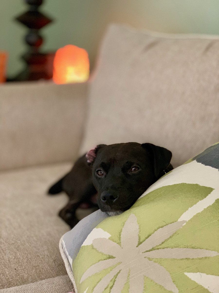 Thomasreyyy's tweet photo. #puppy appreciation https://t.co/U3y97CNA0g