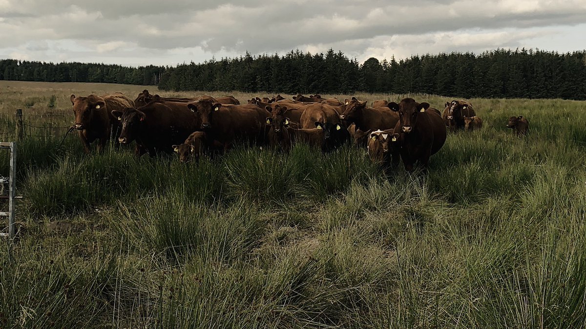 bagmuck's tweet photo. Completely agree with everything you have said I have just come back from looking at our cattle doing a great job of converting poor quality forage into superb nutritious meat. https://t.co/fAETXtLY21