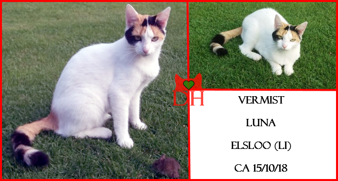 DE_HERENIGING's tweet image. 🔴💔🔴 Nog steeds VERMIST en erg gemist! 
KAT LUNA (niet gechipt)
gest. poes, lapje, schuw
#ELSLOO #LI 
#DHver ca 15/10/18 facebook.com/DeHerenigingLi…