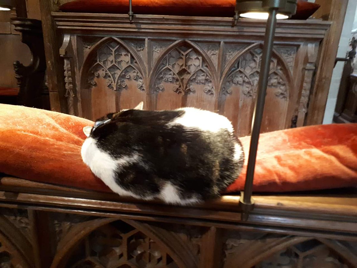 Norwich cathedral's contemplative cat in action!