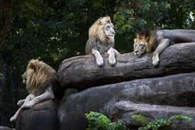 taysbee's tweet photo. Happy #WorldLionDay to my very first crush, Simba, & the 3 Lion loves of #ZooAtl who now have my heart! https://t.co/pyxrMqU7fH