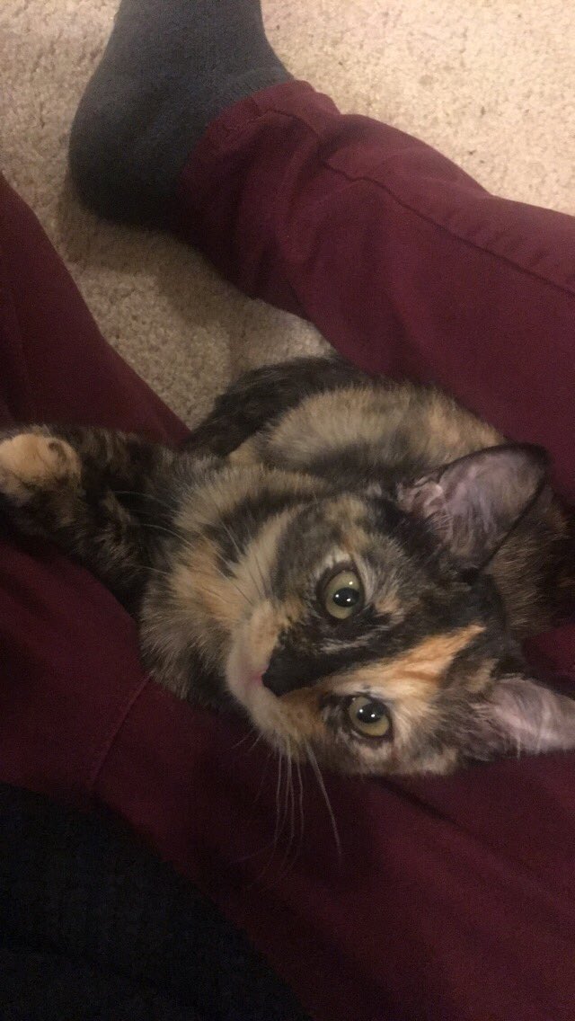 RedSabrie's tweet image. She is too adorable