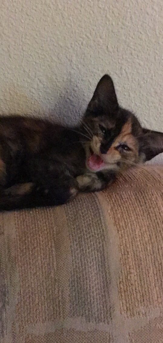 RedSabrie's tweet image. She is too adorable