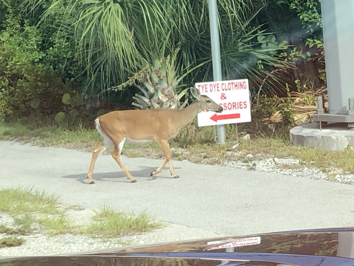 CutlerRidgeLAZ's tweet image. #BigPineKey🦌