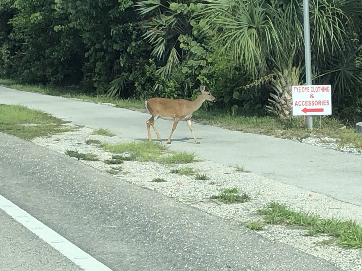 CutlerRidgeLAZ's tweet image. #BigPineKey🦌