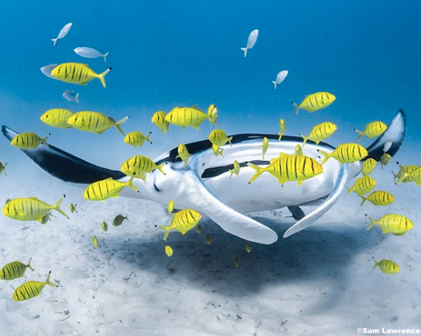 Say yellow to my little FRIENDS! 🐠

ow.ly/Hyyj50vkfxO