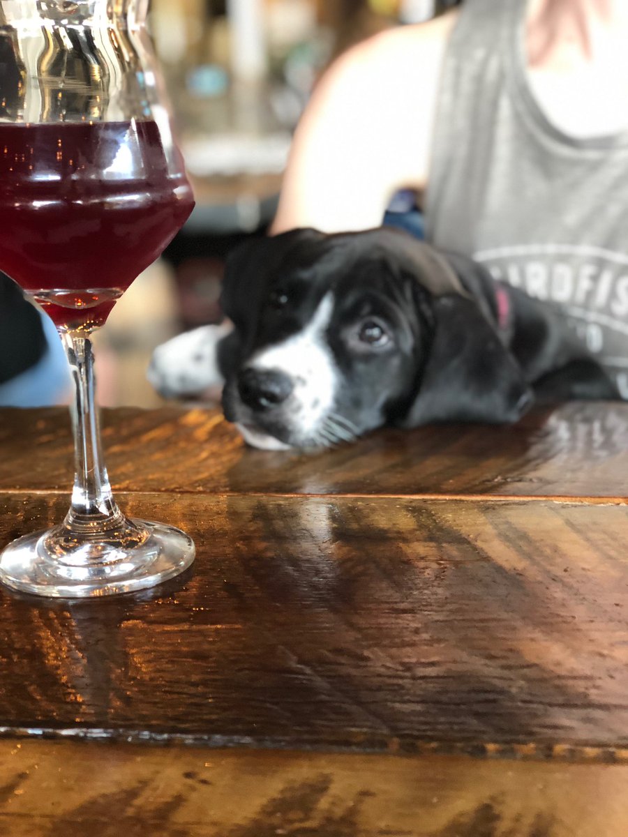 birdfishbrew's tweet photo. I want Birdfish! #phifedog #birdfish #dogfriendly https://t.co/mbjjPADQJE