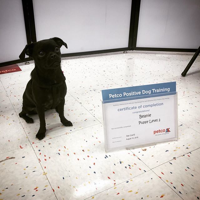 supah's tweet photo. CONGRATULATIONS TO THE BEAN BEANIE! She  graduated Level 2 of Puppy School today!!!!!!! She is all play and poor manners and cute and naughty but we really can’t possibly love her more. 🤷‍♀️😹♥️ GREAT JOB BEANIE! #puppyschool #chugdog #chug #blackchug #do… https://t.co/G6tMwbvR9F https://t.co/JyNSycssJm