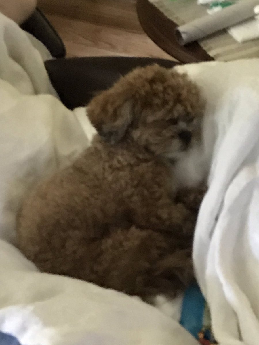 Robert_Auth's tweet photo. Pepe and I were walking in Old Tappan and Closter, Pepe is pooped. Iโm going to an event in Ringwood. Iโll be taking two volunteers to the beefsteak dinner with me. Thank you to Sue Turner, Steven Martinez, and Robert Fisher. #SchepisiAndAuthForAssembly https://t.co/jdNv5iGth1