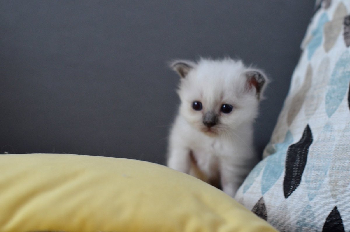 This is Bono - he's four weeks and likes adventures 😀
#birmancattery #CatsOfTwitter #BrzezinkaŚredzka