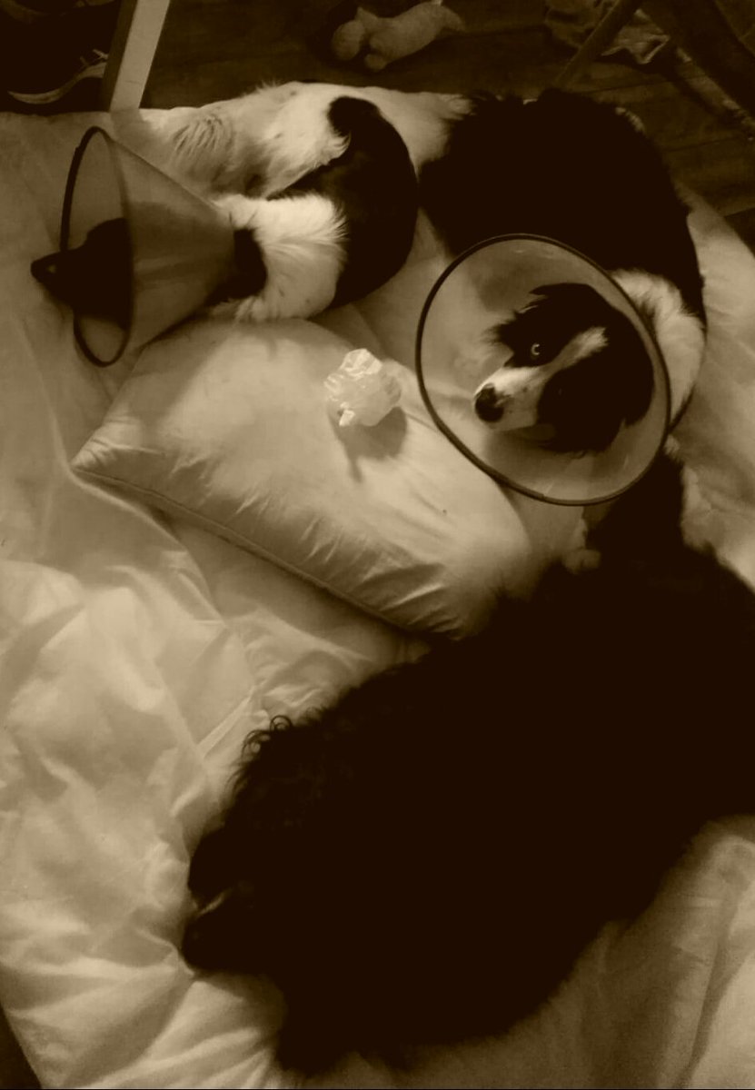 yvettejkeating's tweet photo. @birkett_elaine Wishing Finn well....Roll on Monday in our house. #Conefree https://t.co/K8iOHyxL1h